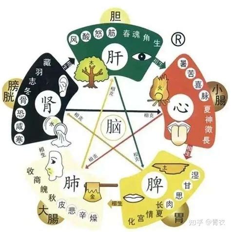 心属火|中医给五脏划分了五行属性，十分精准，古人是如何做。